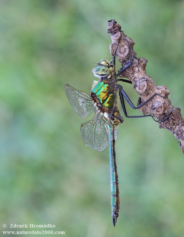 Briliant emerald, Somatochlora metallica (Dragonflies, Odonata)